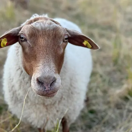 Whg 2 Cappel-Neufeld